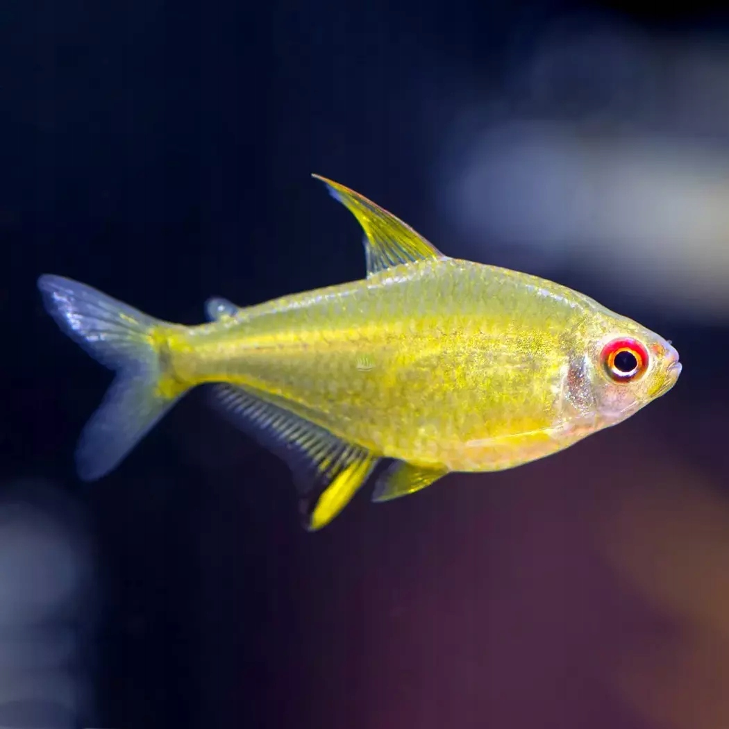 Bystrzyk cytrynowy - Hyphessobrycon pulchripinnis