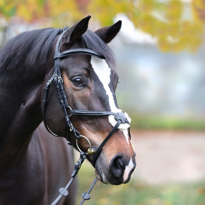 Ogłowie meksykańskie Kavalkade Diego czarny FULL EAN (GTIN) 4055114058665