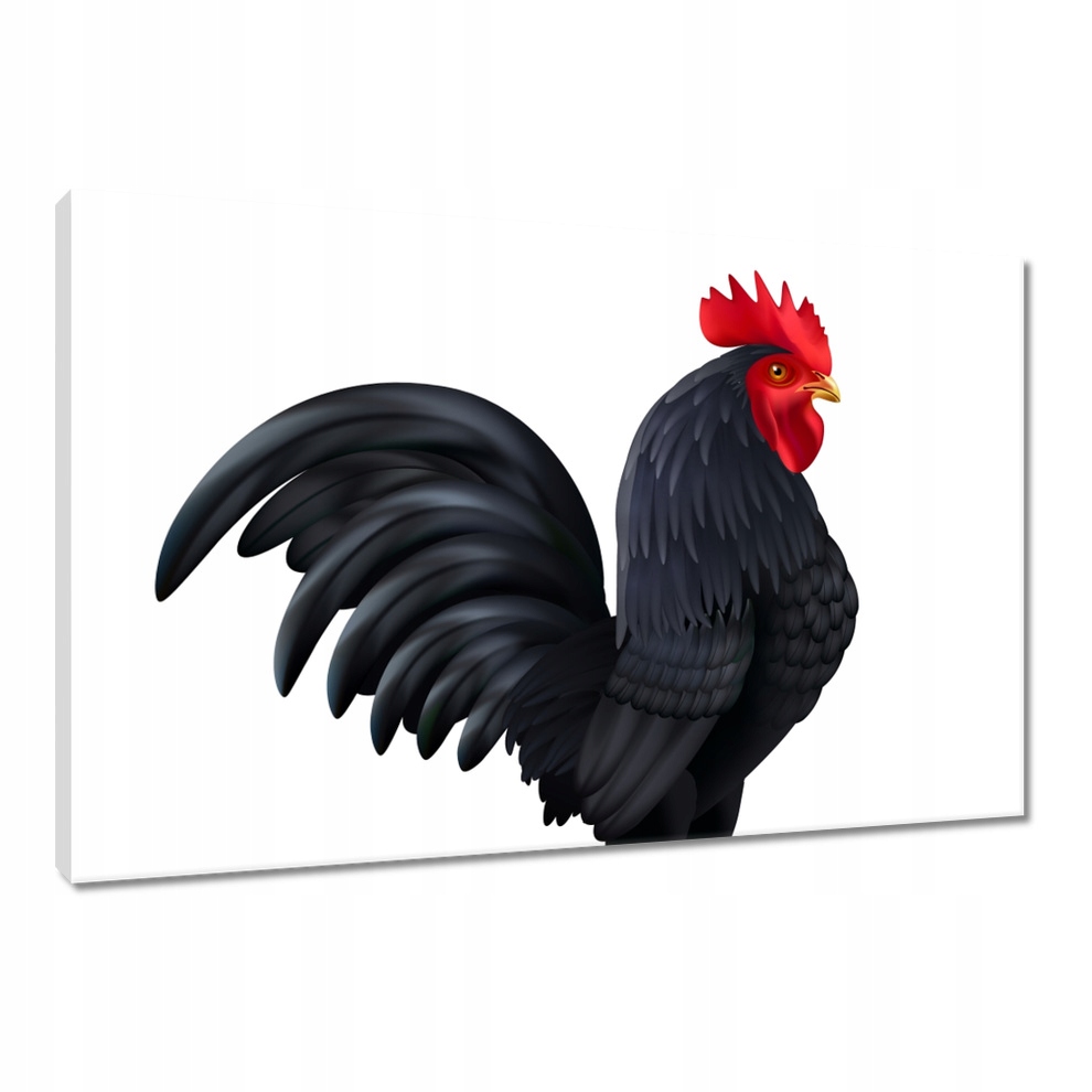 

Obrazy 90x60 Bende go zjad Kogut