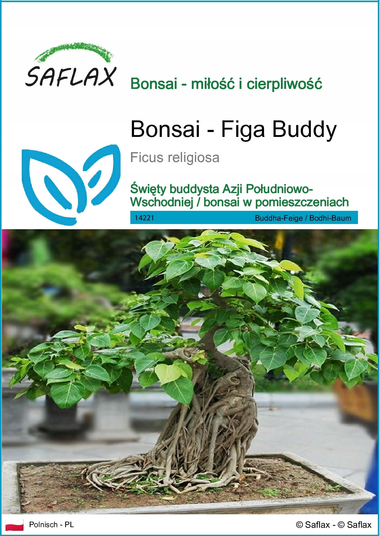 SAFLAX - Figura Buddy - 100 Nasiona - Ficus