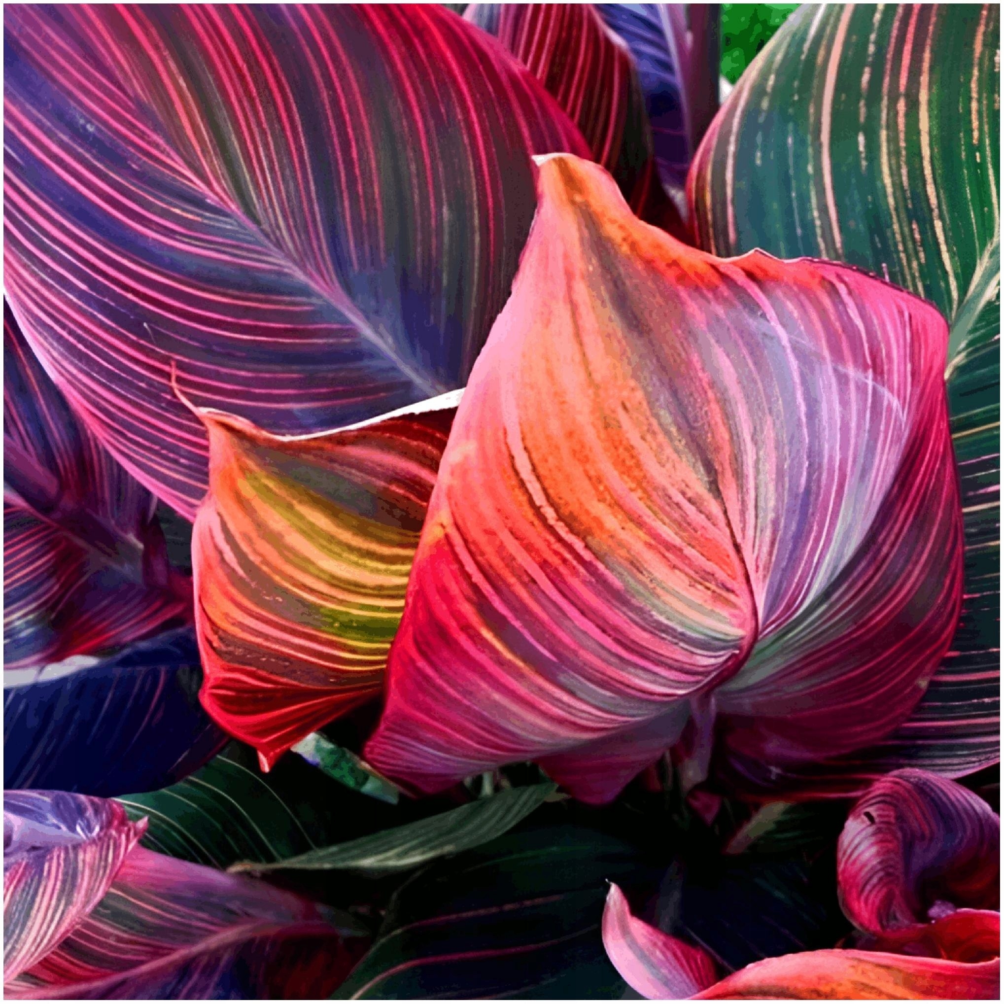 CANNA KANNA TROPICANA PACIORECZNIK sadzonki kłącza 1 szt. + GRATIS