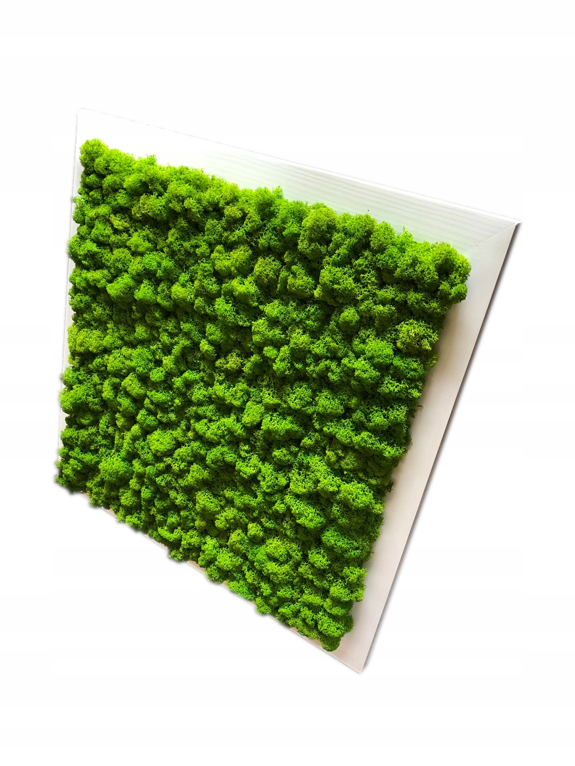 Obraz z Chrobotka Premium 50 x 50 cm mach na stenu