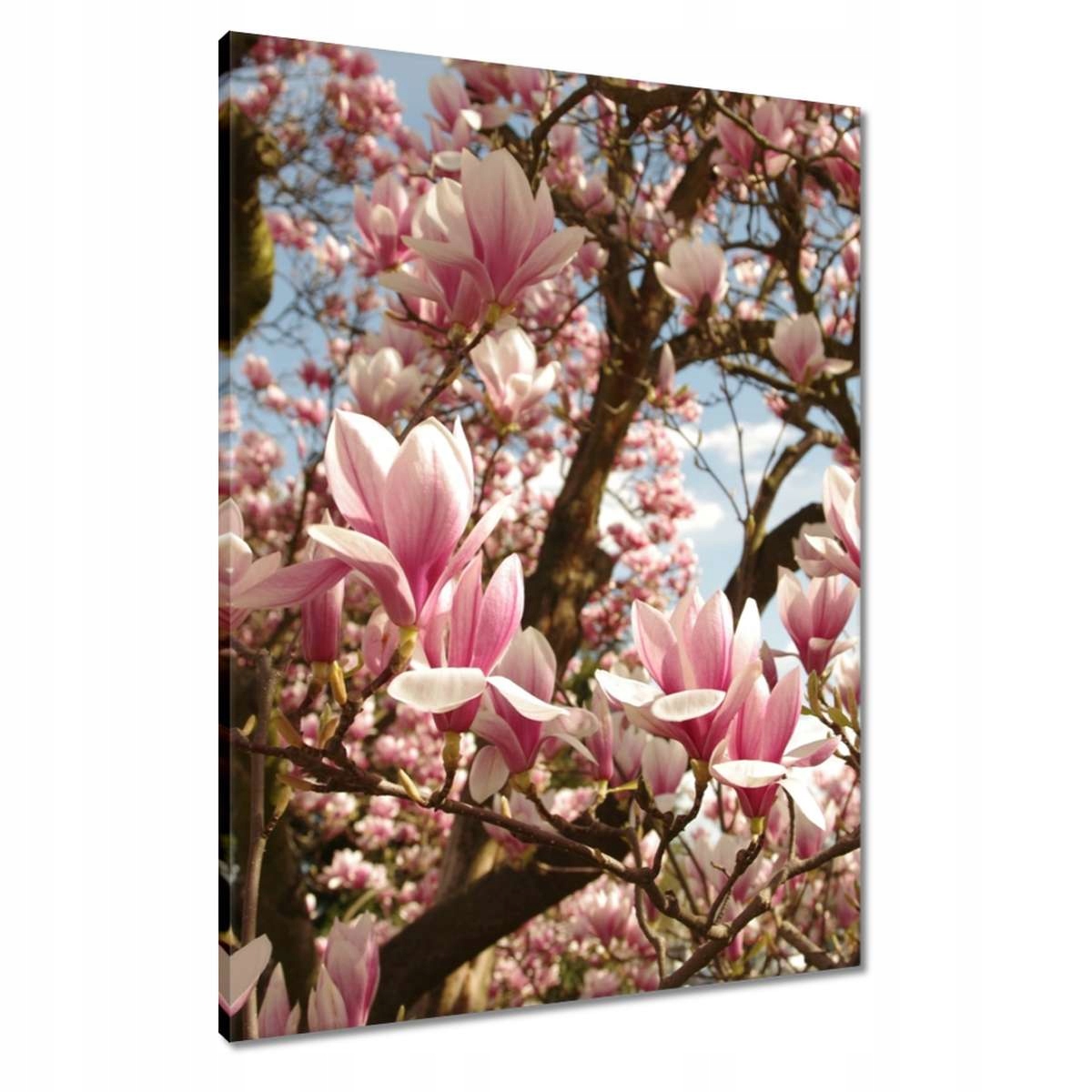 Obrazy 60x80 Magnolie Květiny Světle Modrá