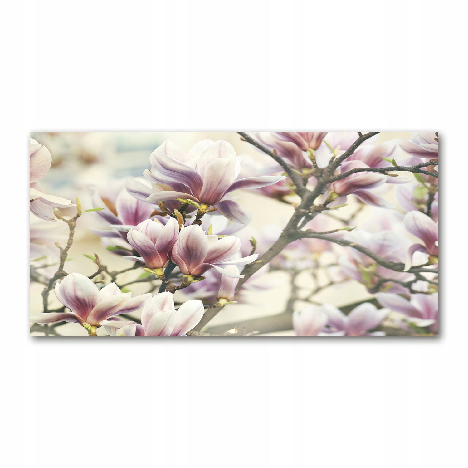 

Foto obraz duży akryl nowoczesny Magnolia 120X60cm