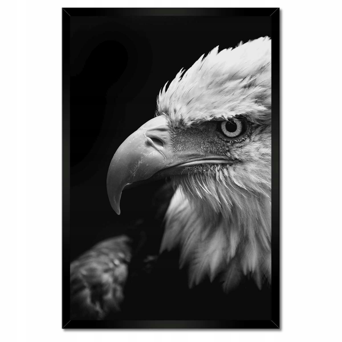 Plakáty v rámu 40x60 Modrý orl zvíře