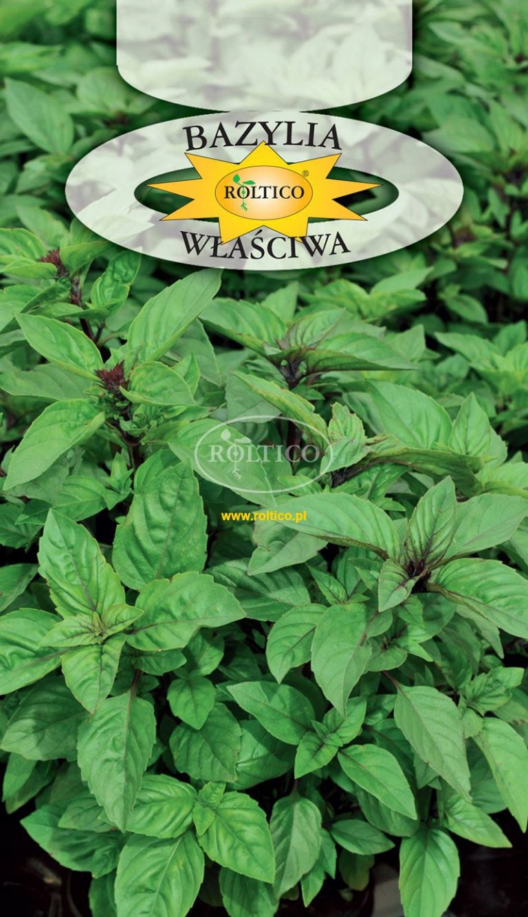NASIONA BAZYLIA WŁAŚCIWA 1G