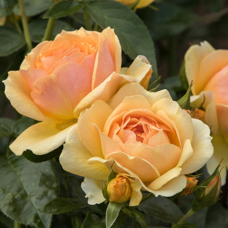 Róża Rabatowa HANSESTADT ROSTOCK Wystawowa Żółta Duża PREMIUM Doniczka XL