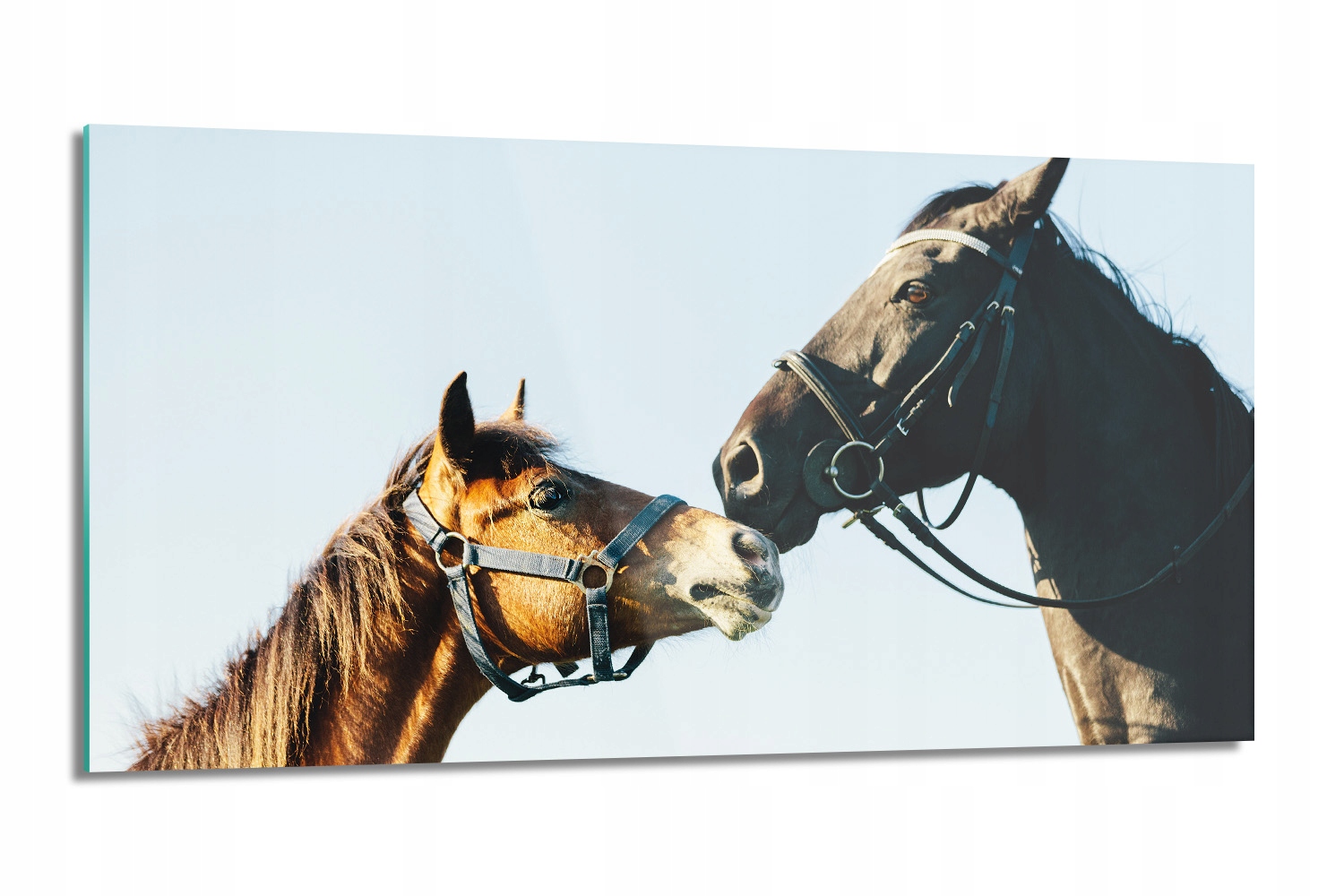 panel do kuchyne s grafikou Kone zvieratá 100x50