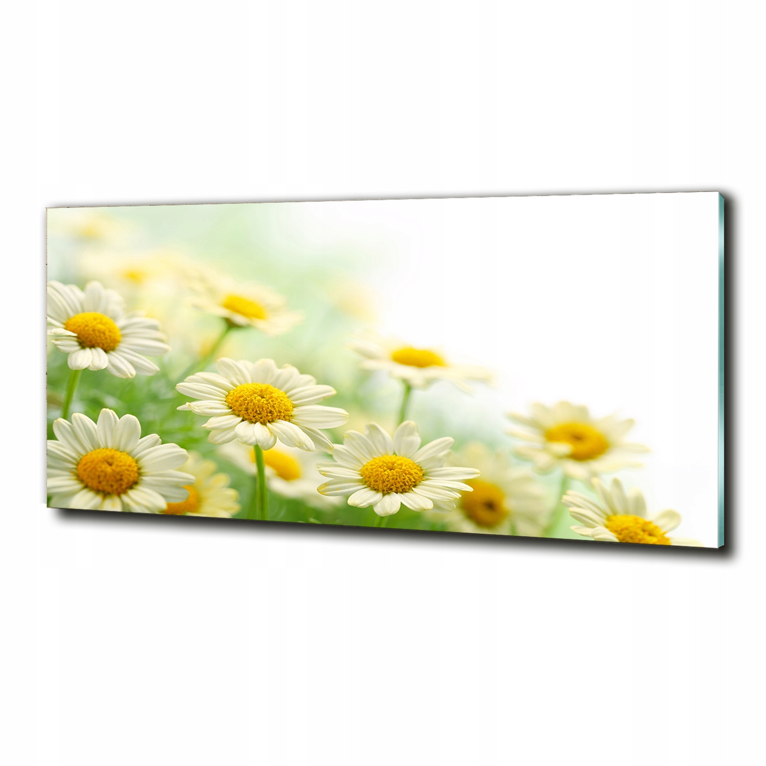 

Foto szklany na ścianę obraz Stokrotki 125x50