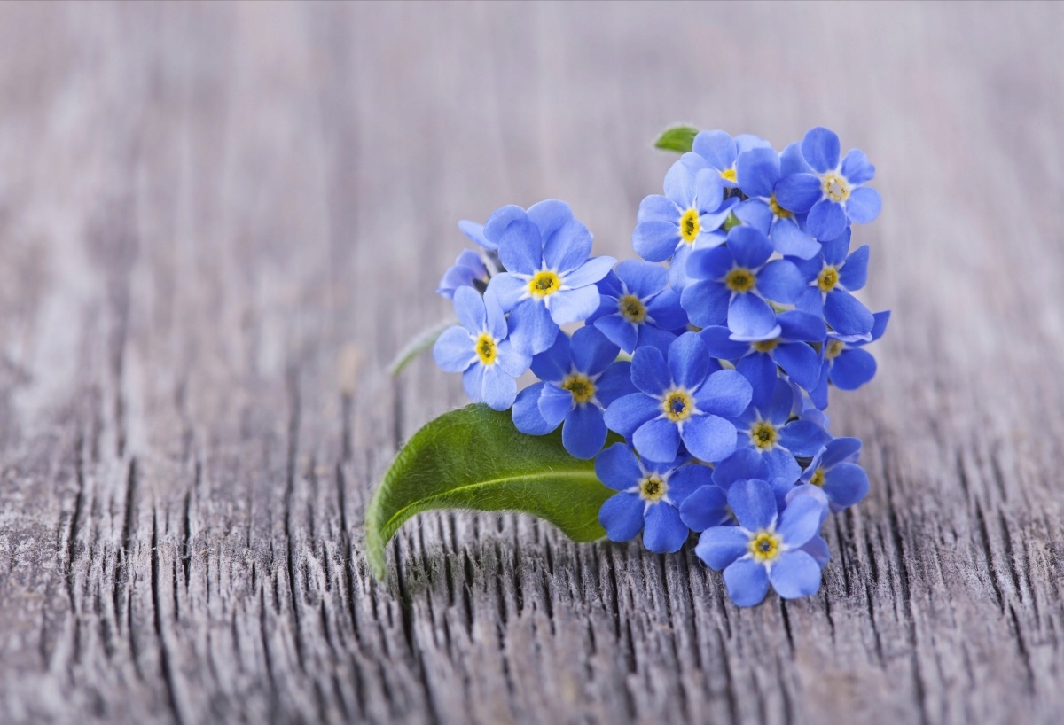 

Tapeta flizelinowa Niezapominajki - 104x70