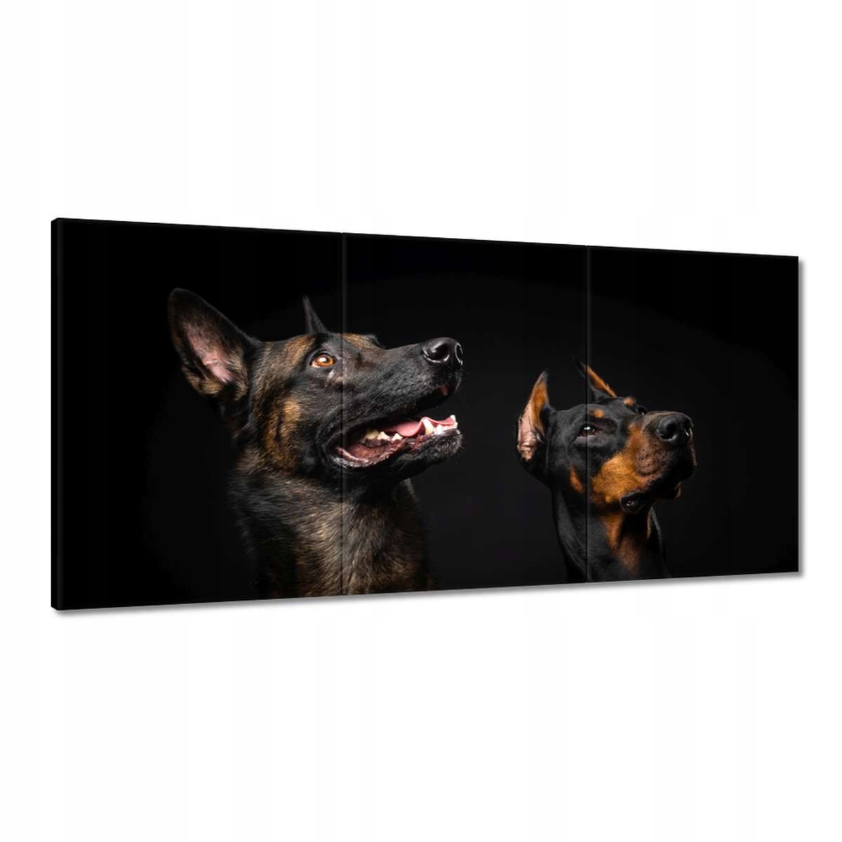 Obrazy 180x90 Belgický ovčiak psíky