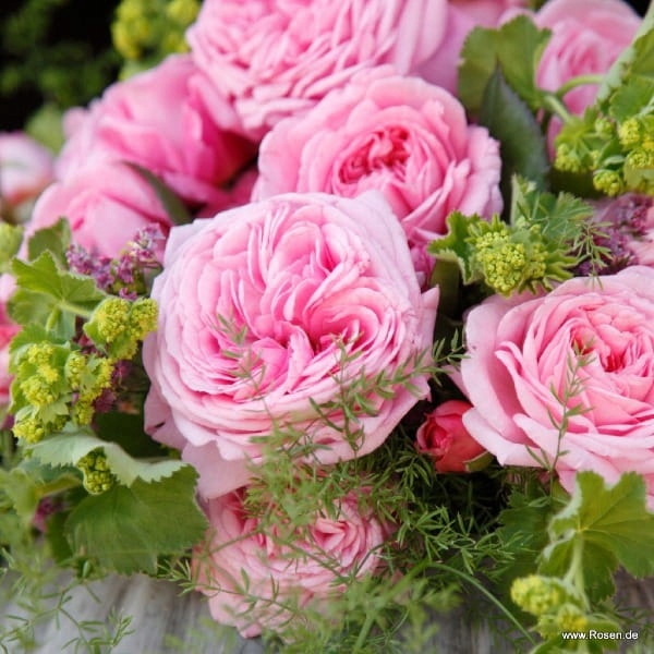 Róża rabatowa (Parfuma) ROSENGRAFIN MARIE HENRIETTE - doniczka 2 l.