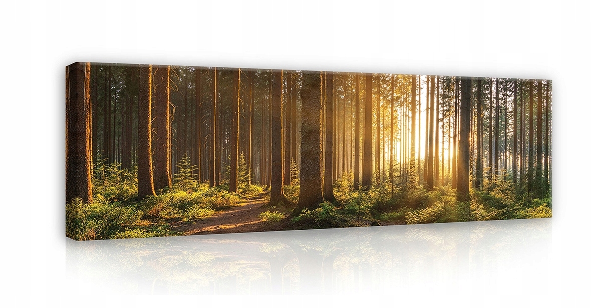 Obraz 145x45 Les západ slunce stezka příroda klid zeleň stromy