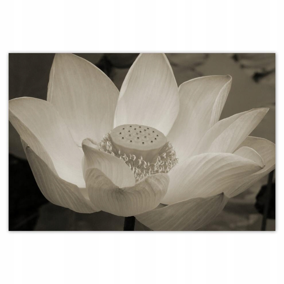 

Plakaty 60x40 Lotos Kwiat lotosu