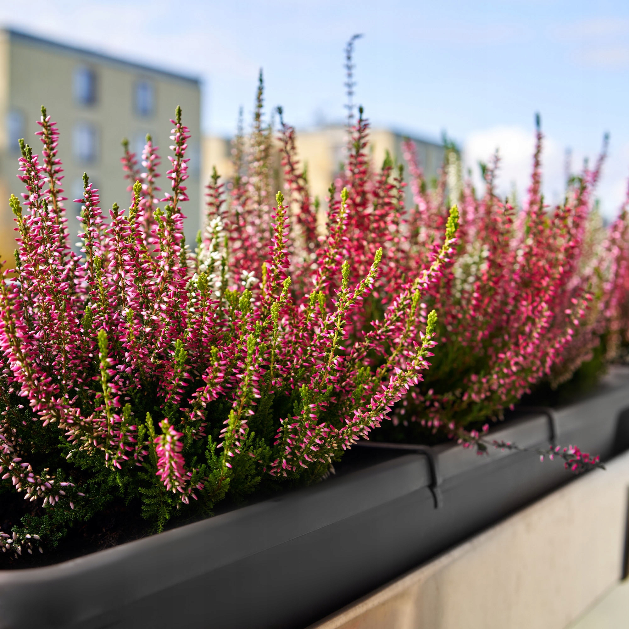 SKRZYNKA BALKONOWA DONICZKA 80cm Z UCHWYTAMI Marka Kadax