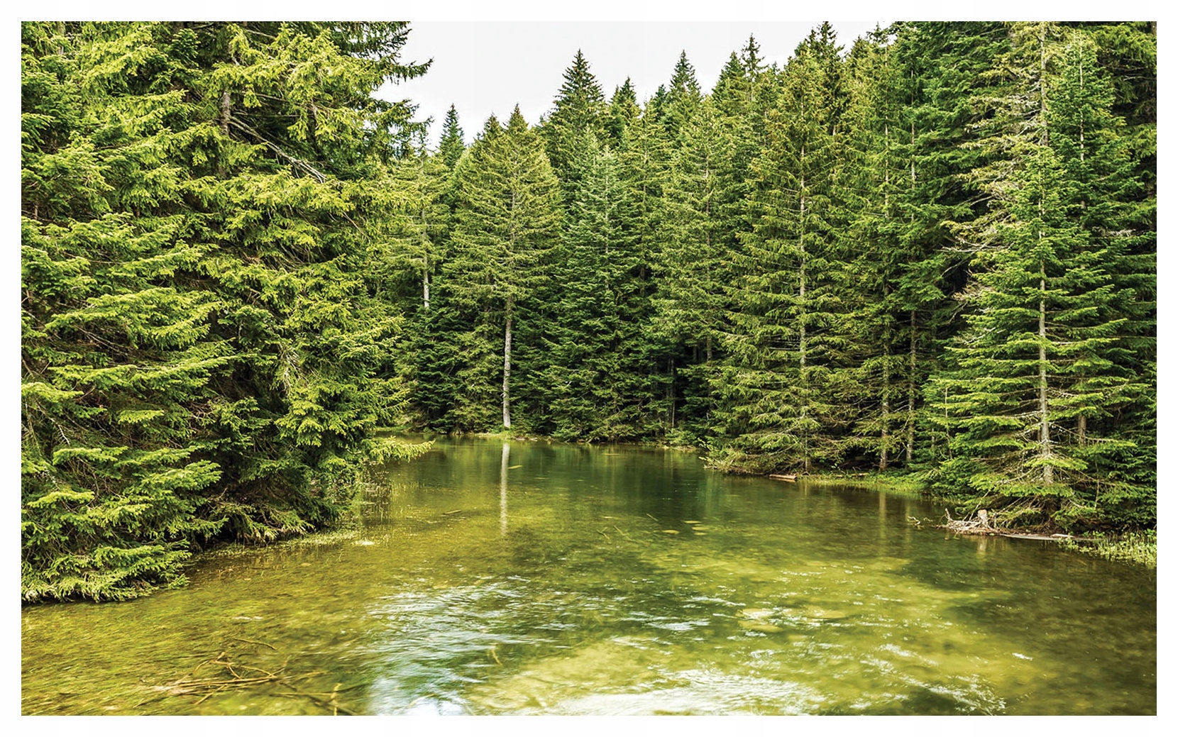 Fototapeta Lesní řeka Vánoční les Ticho Krajina 312x219 lepidlo