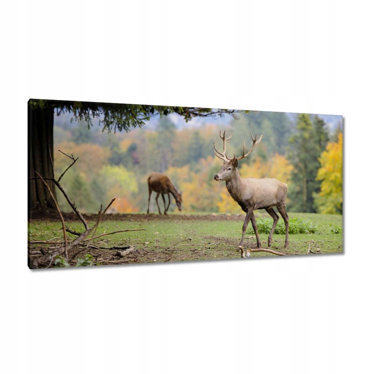 Obrazy 115x55 Jelen s milovanou jelenkou