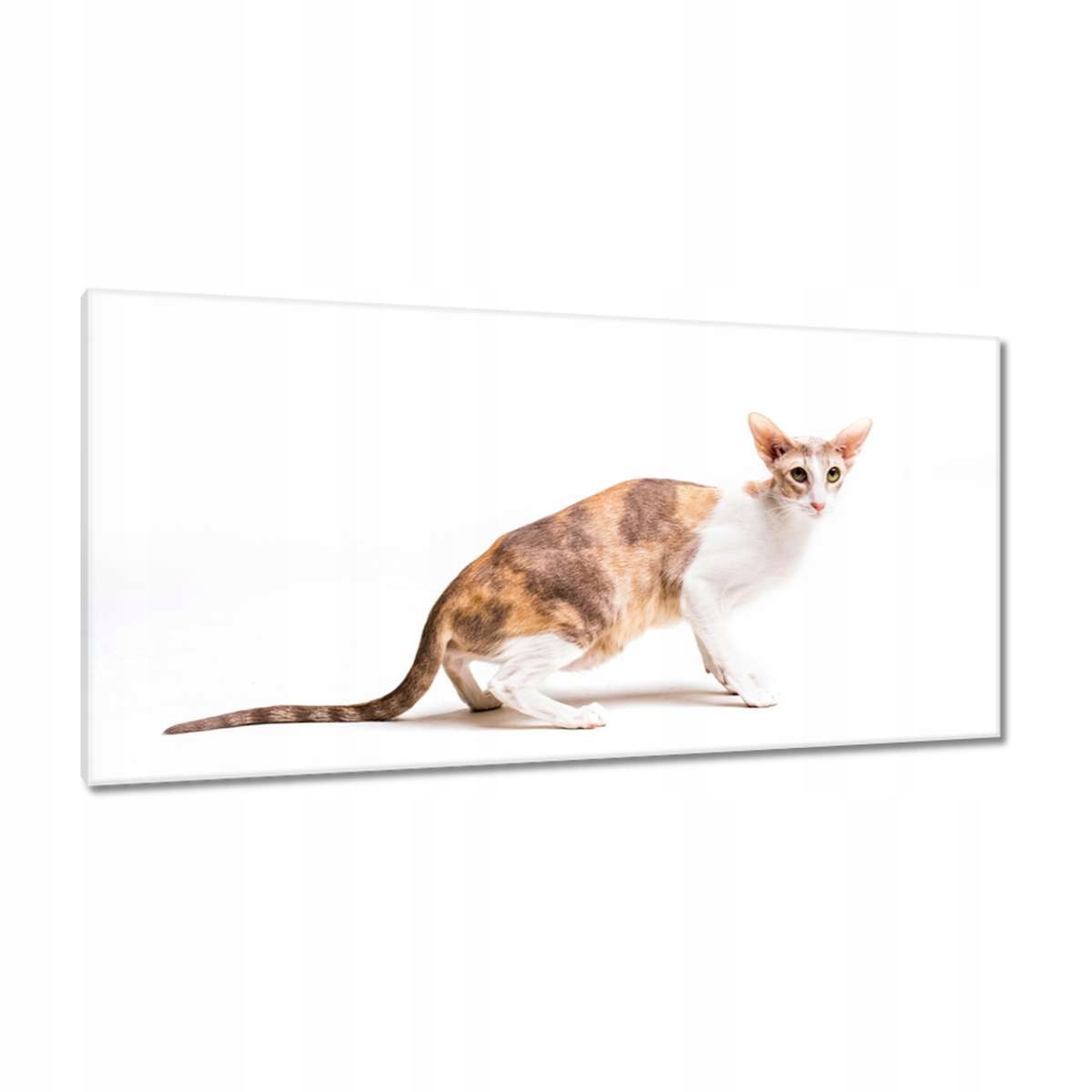 Obrazy 115x55 Kočka Kotě Kočky