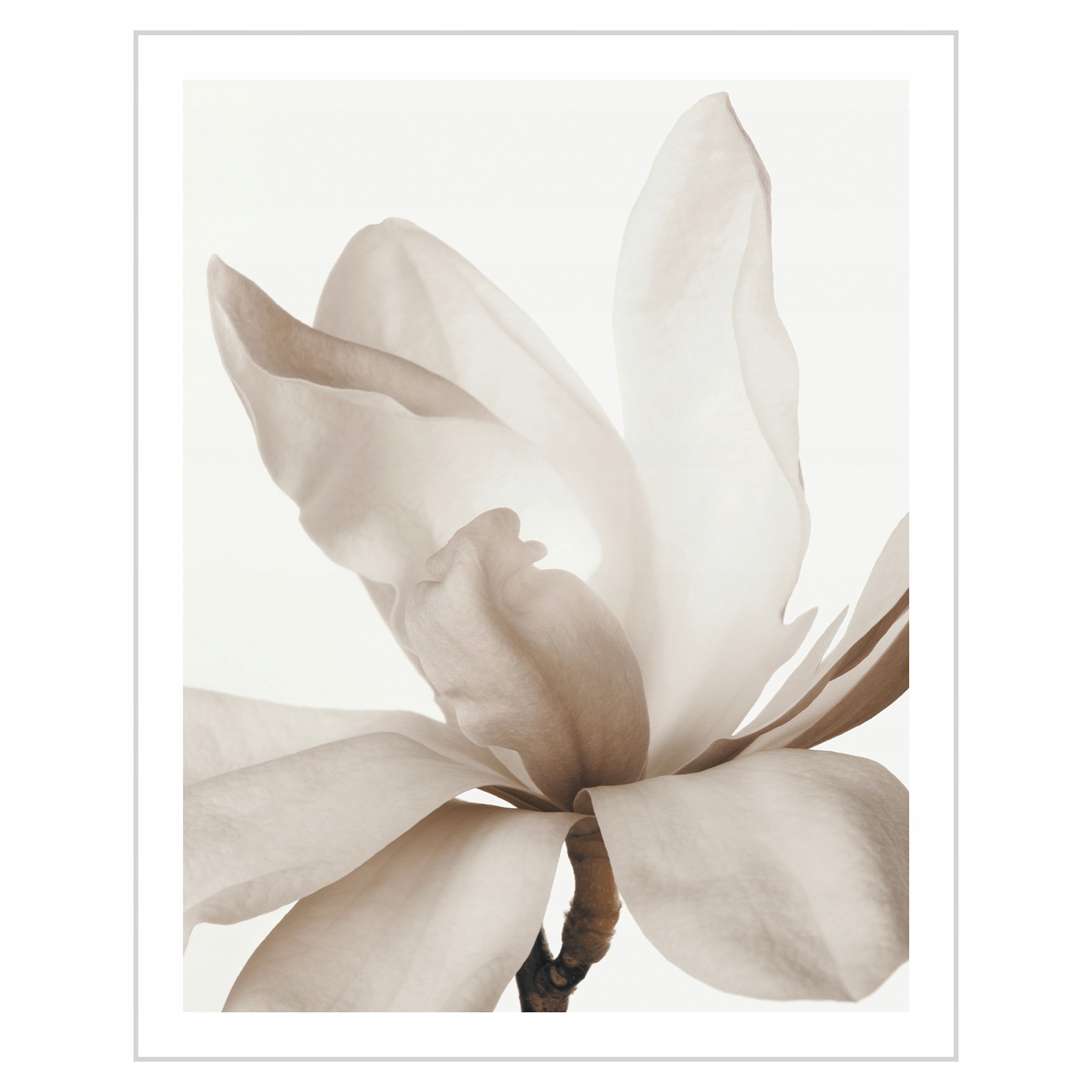 

Plakat 40x50 Delikatna Magnolia