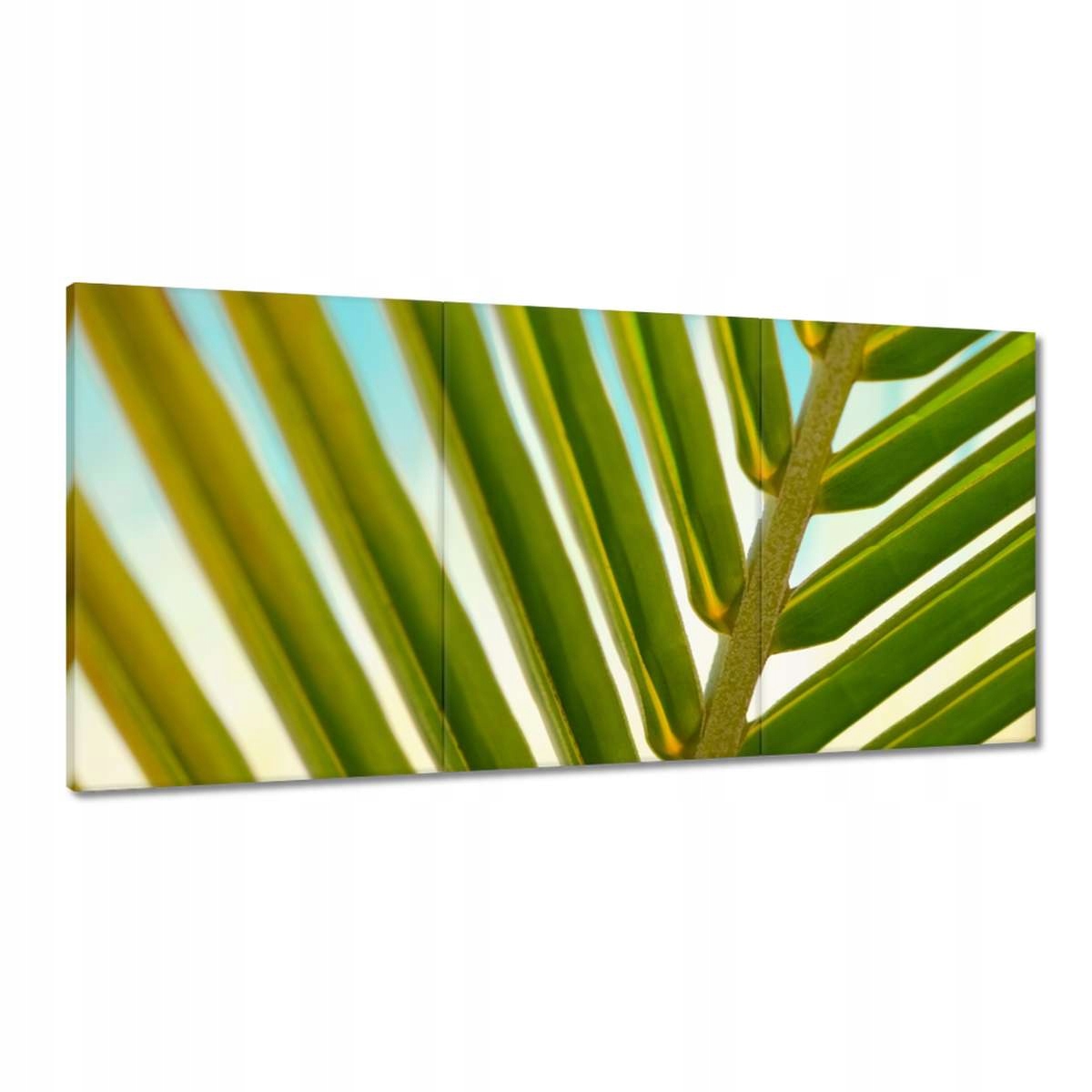Obrazy 120x60 Palma Listy