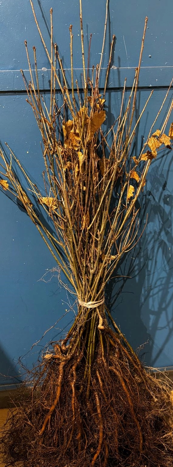 DĄB CZERWONY (Quercus rubra) – SADZONKA 70–100 cm Szkółkowany