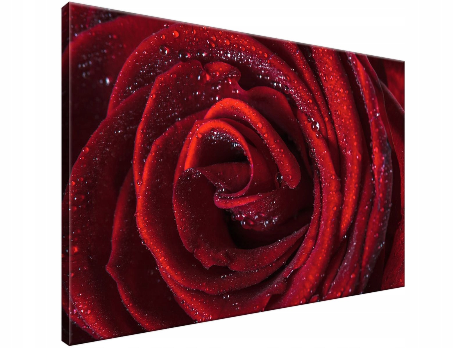 

Obraz drukowany Bordowa róża 90x60 cyfrowy