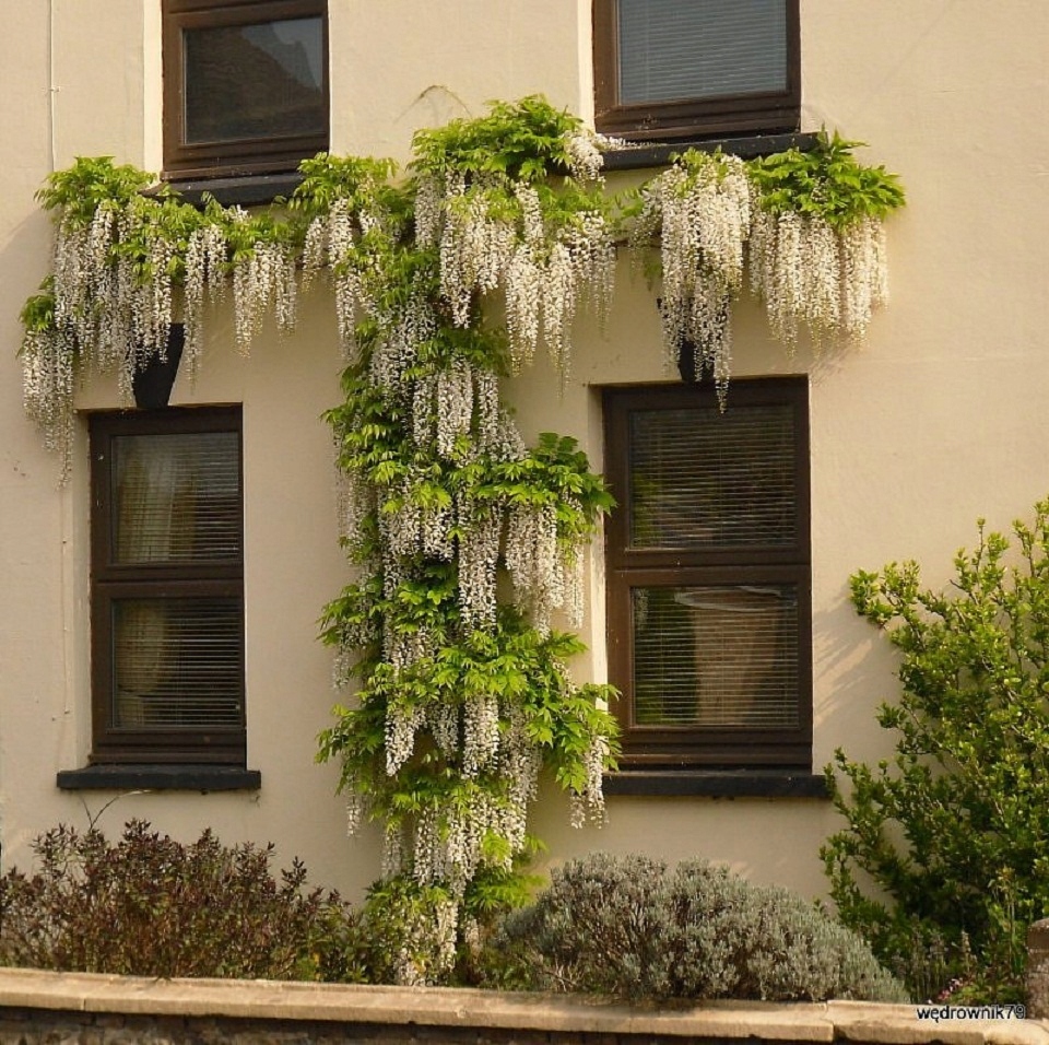 ГЛИЦИНИЯ БЕЛАЯ СКАЗОЧНЫЕ ЛИАНЫ СЕМЕНА .