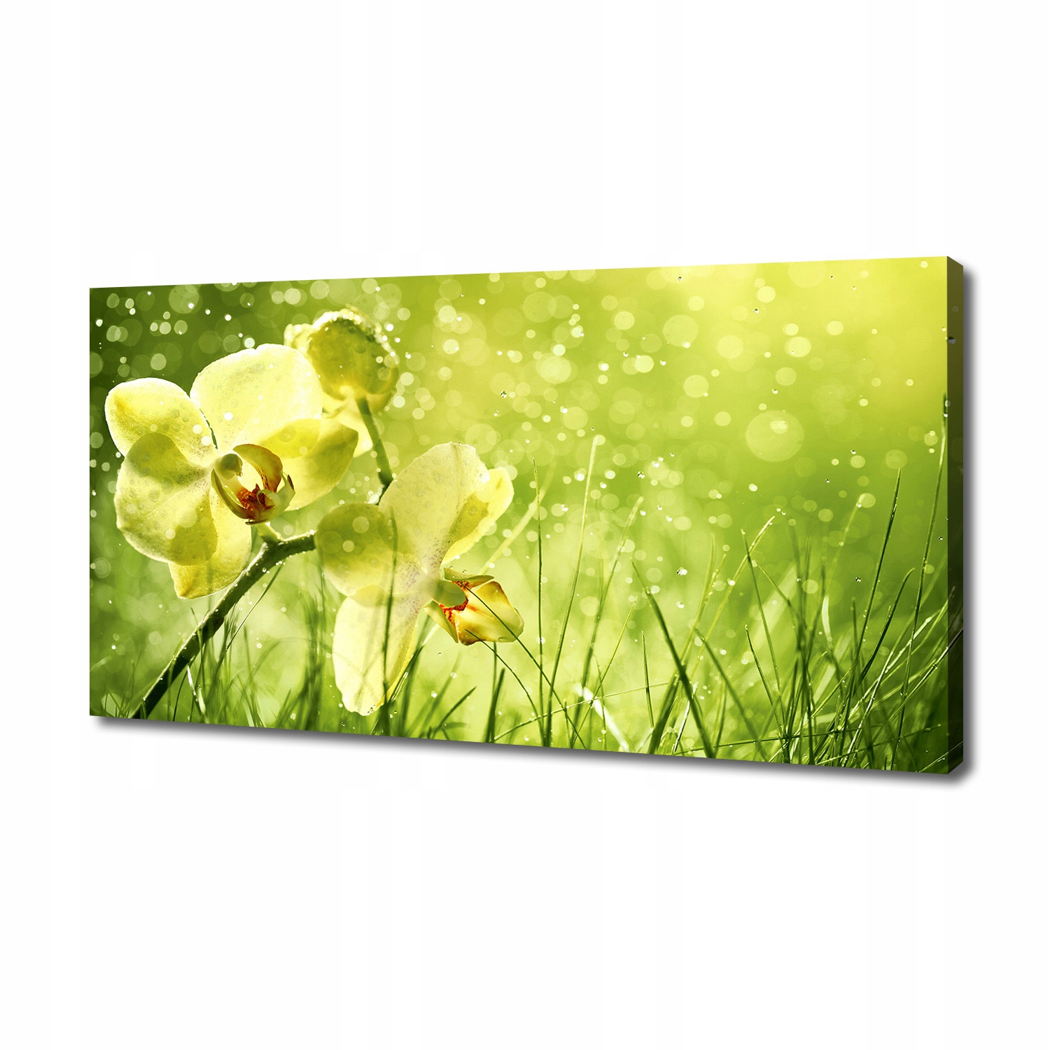 

Foto obraz canvas na ścianę Orchidea 140x70 cm