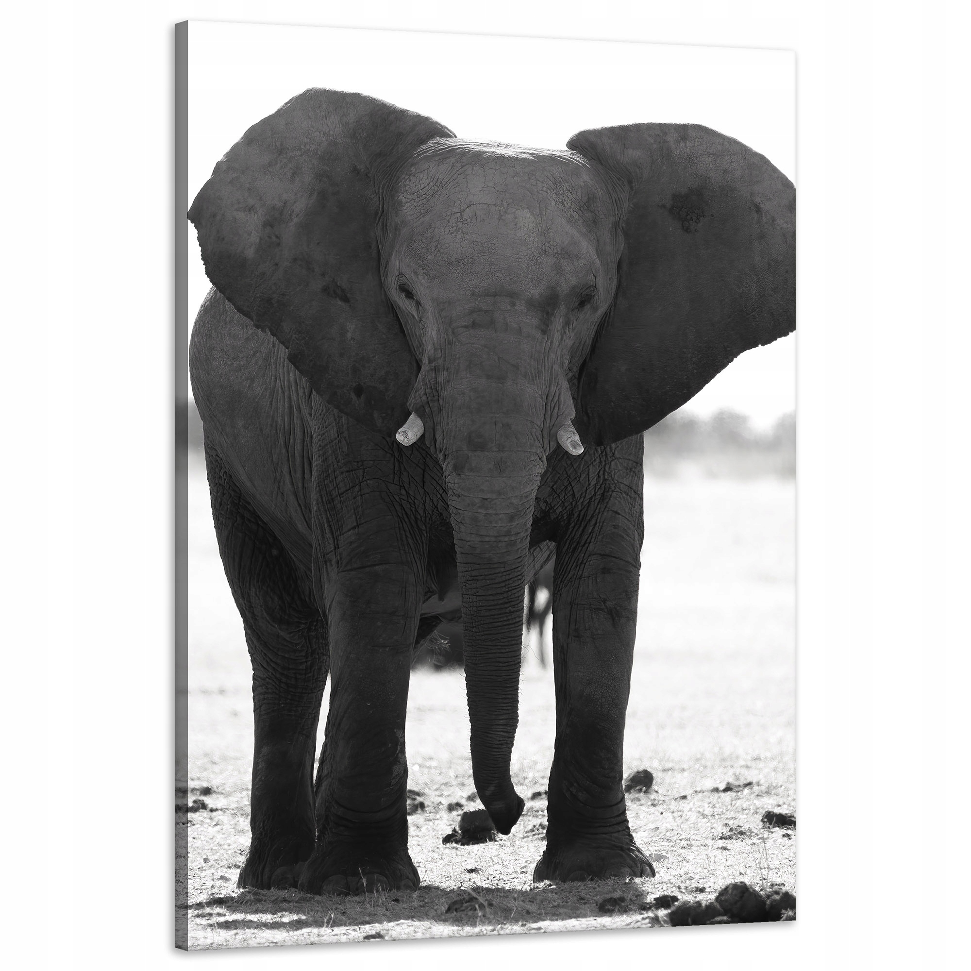 Obraz na plátně Šedý slon Příroda Černobílá 60x90 cm