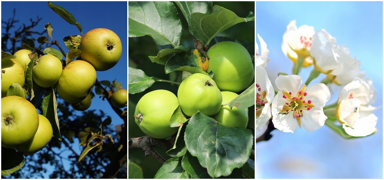 Jabłoń ANTONÓWKA / NA PRZETWORY (jabłoń, sadzonki, 2-letnie) • Cena, Opinie • Rośliny owocowe 11044430573 • Allegro
