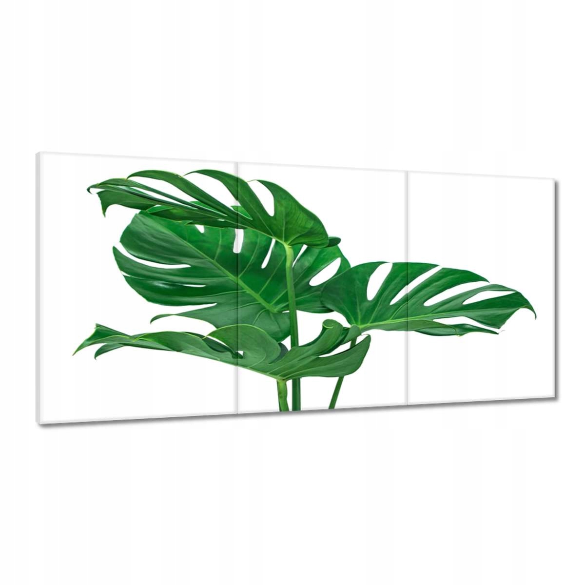 Obrazy 180x90 Monstera dierovité Listy
