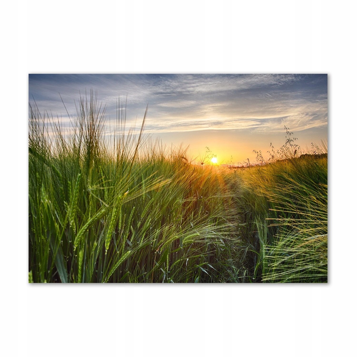 

Foto obraz szkło hartowane Pole pszenicy 100x70