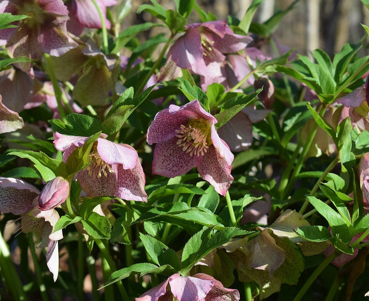 Ciemiernik orientalny Helleborus orientalis Nazwa łacińska helleborus orientalis