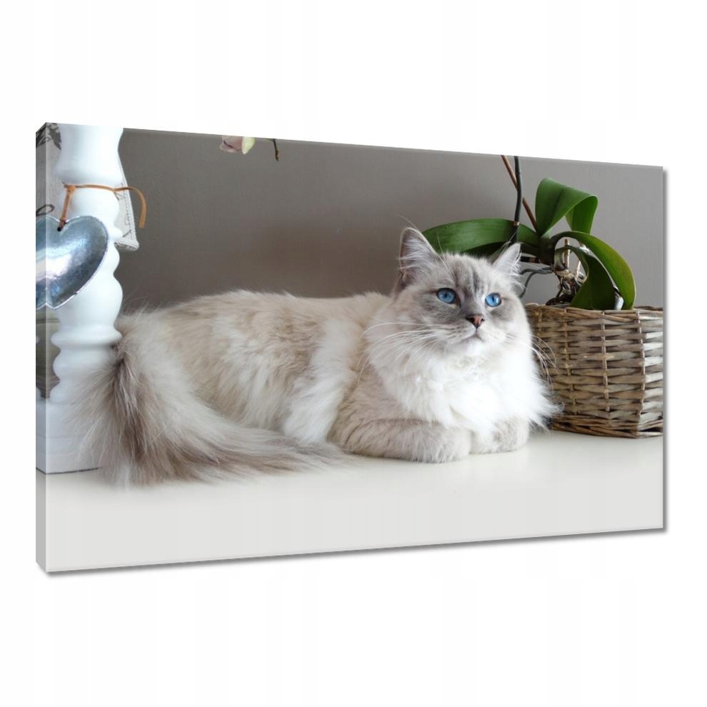 

Obrazy 90x60 Kot rasy Ragdoll