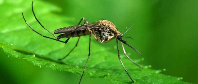 Bros Muchospray Spray na Muchy i Komary 400ml Zastosowanie przeciwko komarom molom muchom osom