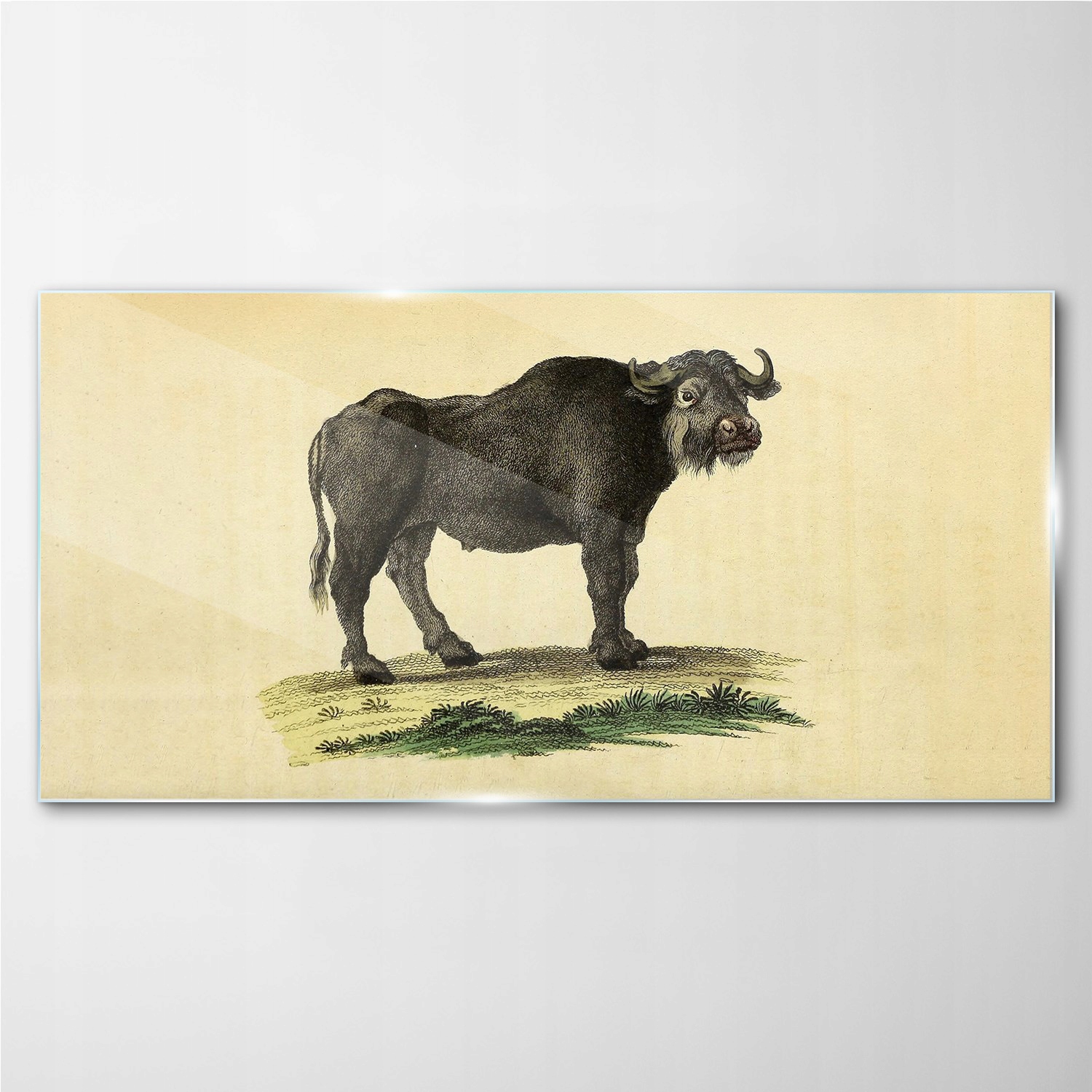 

Foto-obraz szklany Bawół zwierzę rysunek 100x50 cm