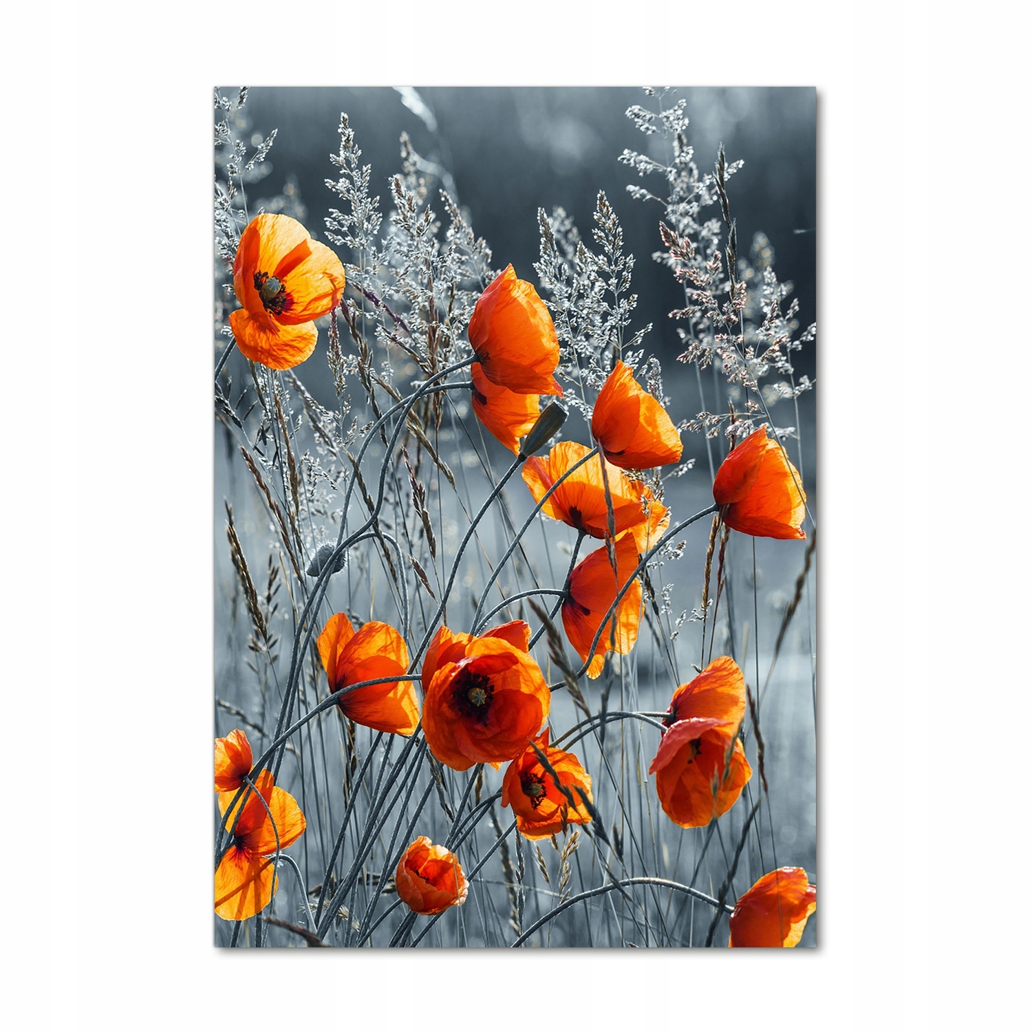 

Foto obraz akrylowy na ścianę Polne maki 70x100cm