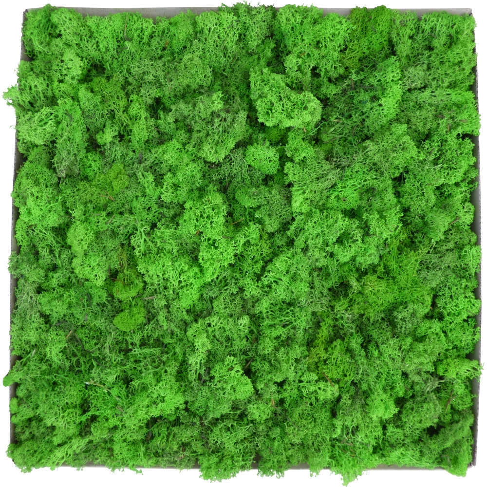 Skrawki mech chrobotek Jabłkowa Zieleń Karton 3kg Rodzaj mech chrobotek