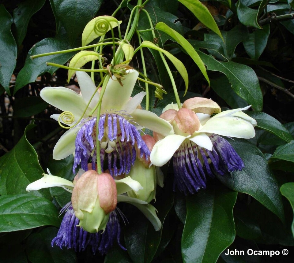 Passiflora popenovii, Doskonała Marakuja, Bardzo Rzadka - 5 Nasion