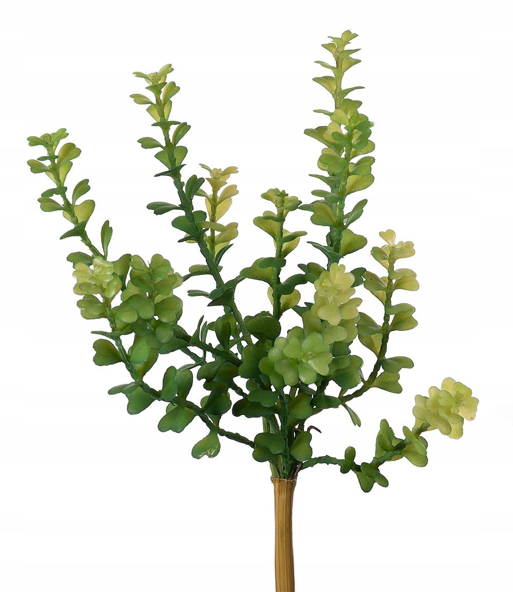 

Sukulent Zielony Budowa Ścianka Terrarium Pustynne