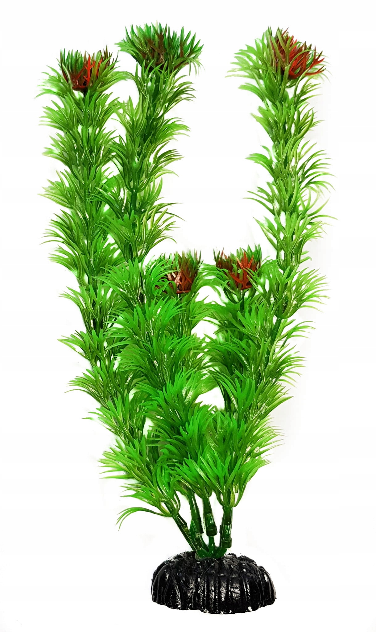 

Roślina akwariowa Rogatek 10 cm