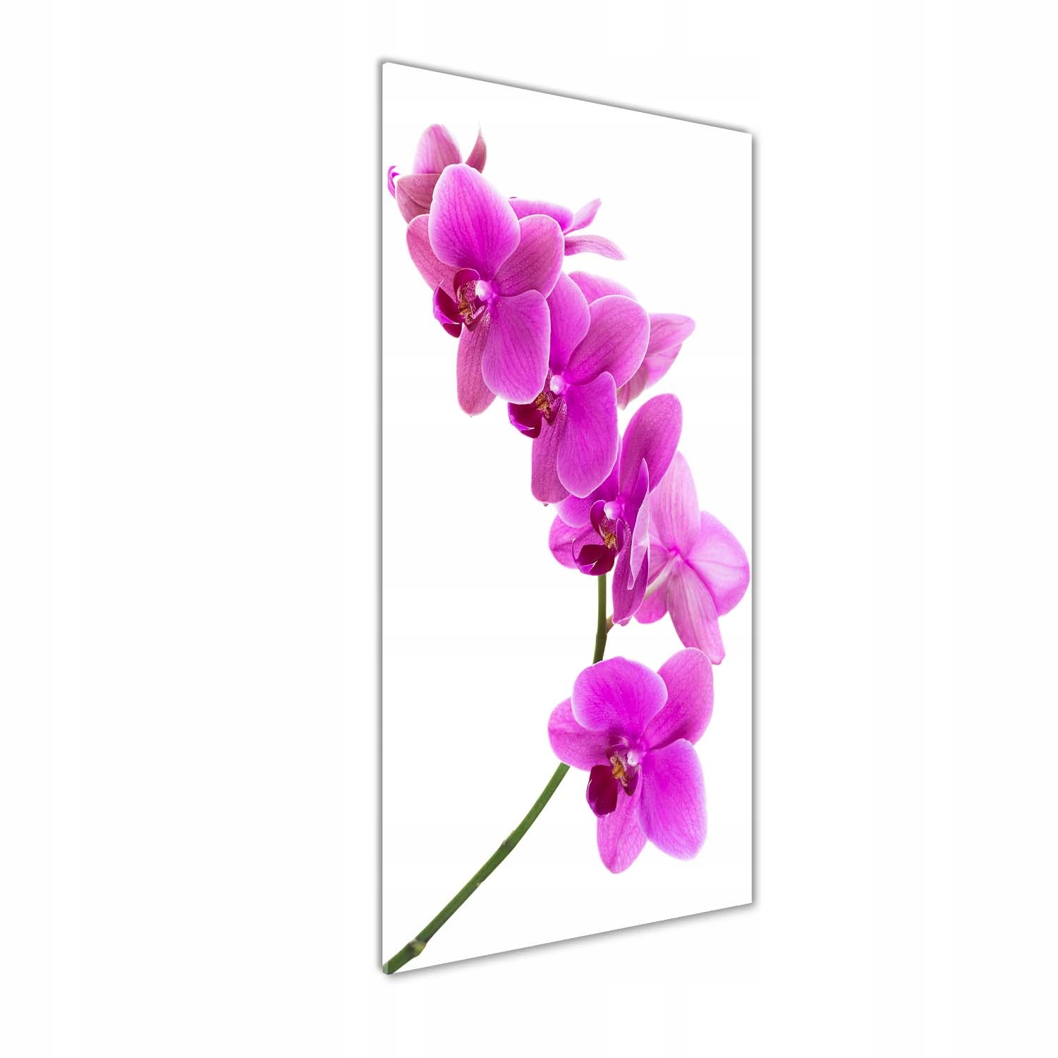 

Foto obraz na szkle pionowy Różowa orchidea 50x125