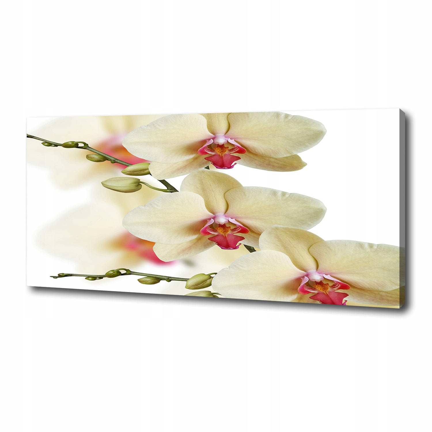 Fotoobraz canvas na zeď Orchidej 125 x 50 cm