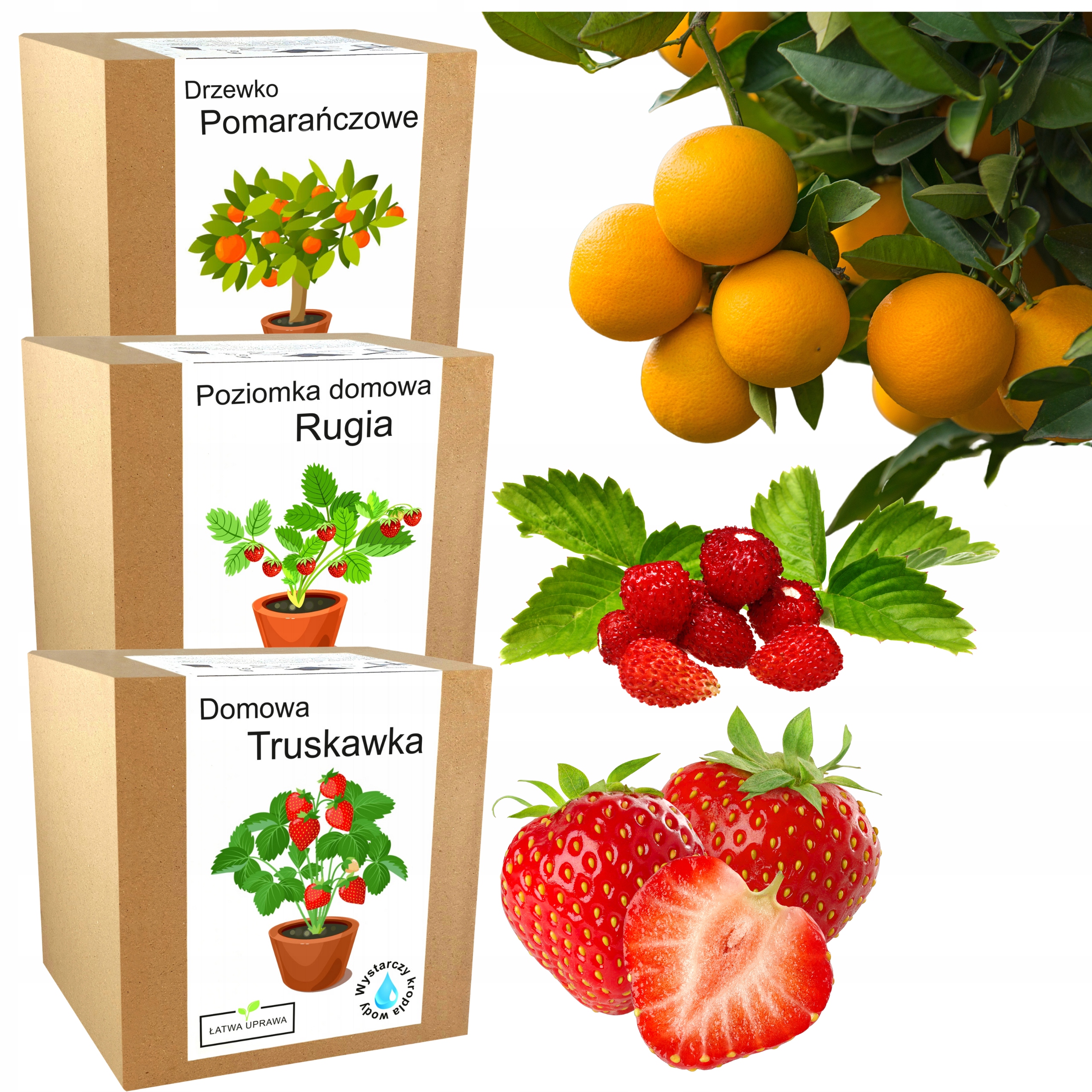 Микс наборы для выращивания фруктовых деревьев растения 3X ирригаторы для дома