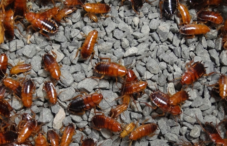 Турецкий таракан средний 0,5-1,5 см 50 шт.
