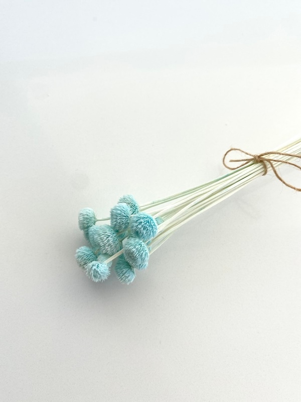 

Amarelino niebieskie suszone kwiaty Miła Odmiana