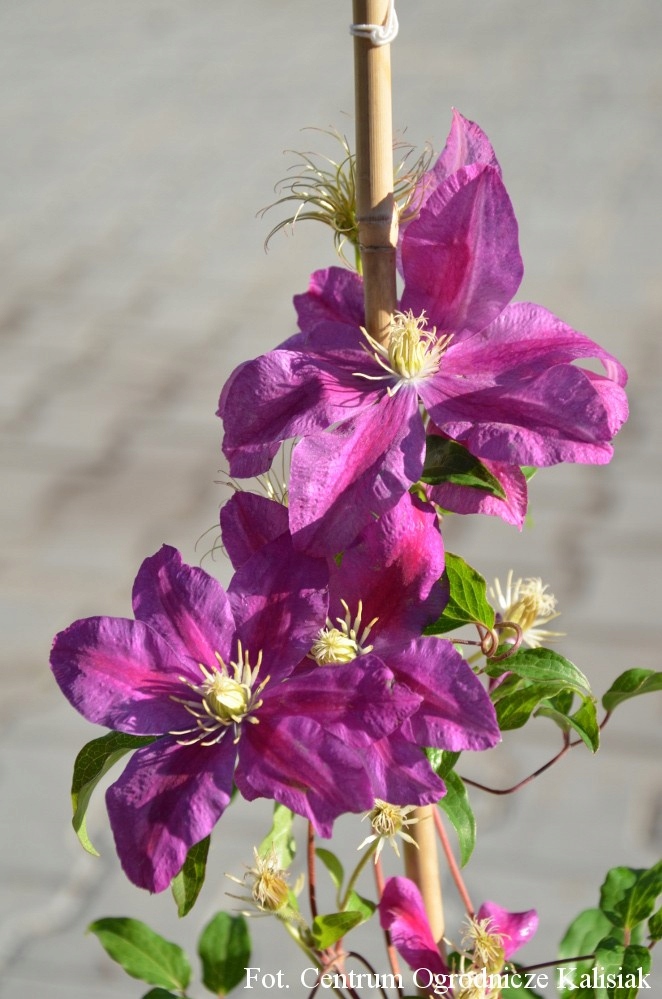Clematis 'Sunset' Powojnik 70-90 cm 2L
