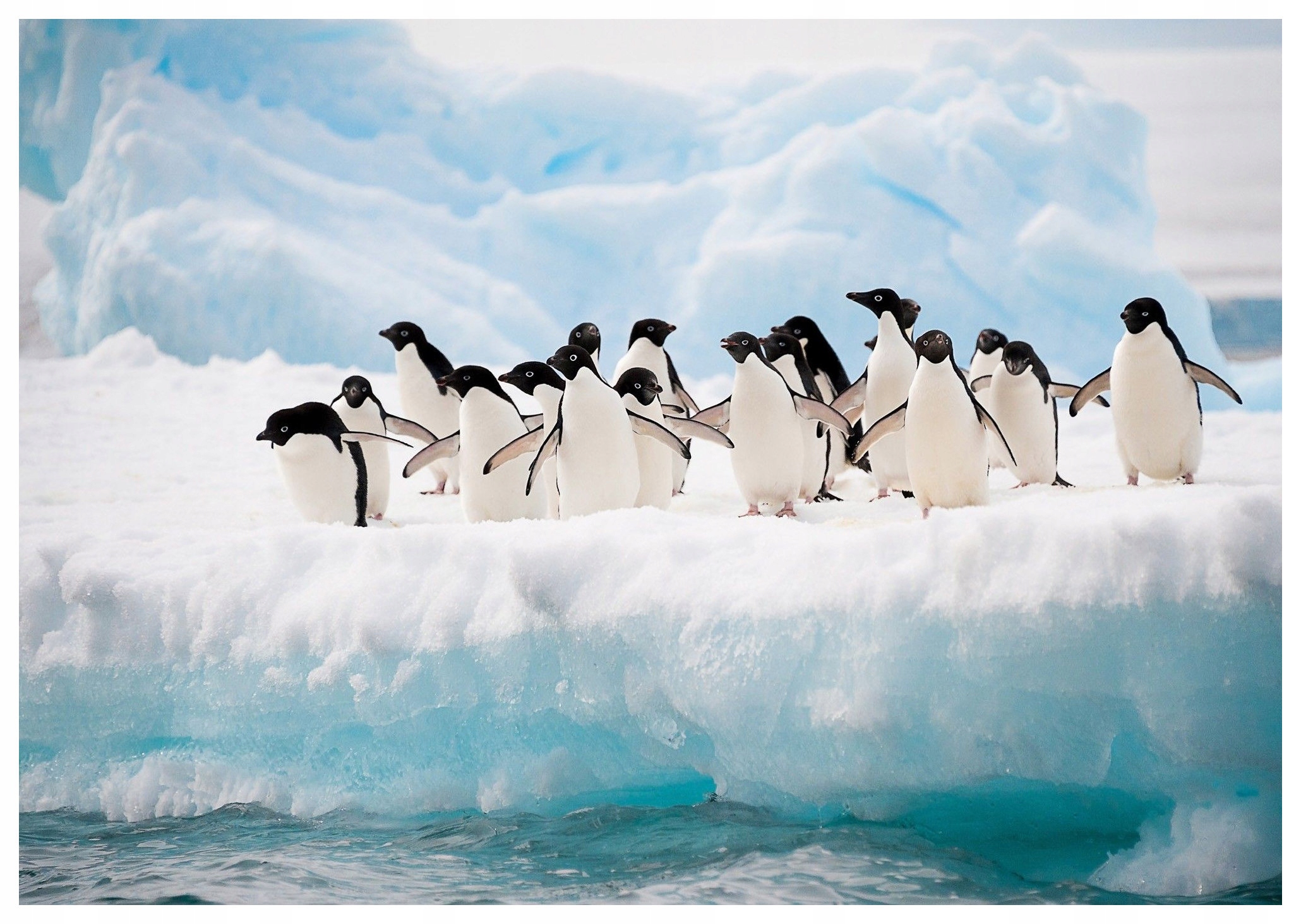 Fototapeta Tučniaky Antarktída krajina ľadu a snehu 416x254 vtáky lepidlo