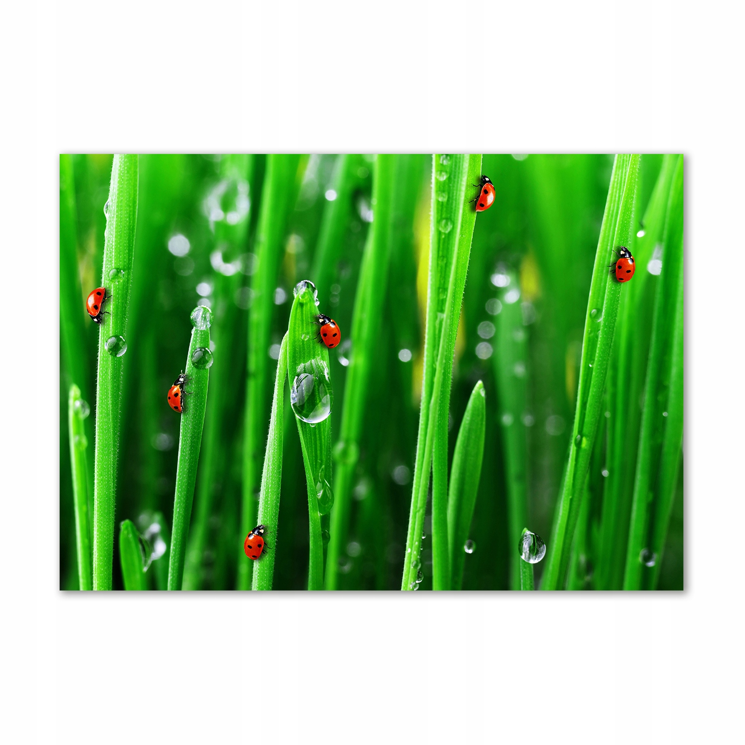 

Foto obraz szklany Biedronki na trawie 100x70