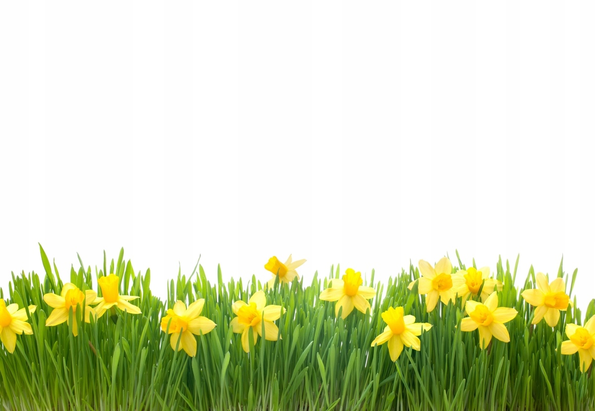 

Tapeta flizelinowa Narcyz Biały 152x104